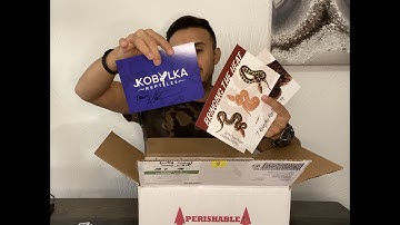 New unboxing ball pythons from JKR