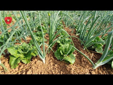 Video: İnsektisid lampası nədir. Alətin səmərəliliyi