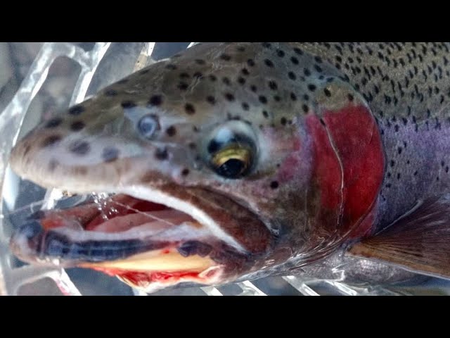 How to Fly Fish for Trout in the Winter - The Fly Crate