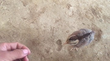 mes nyuam qaib qus 100% loj lawm nawb