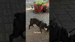Download Lagu Dogs and dog lovers, Tel Aviv-Yafo, Israel | ישראל תל אביב MP3