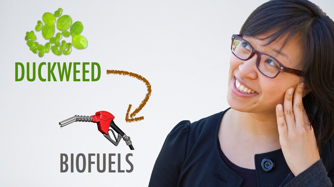The Little Green Plant That Could: Duckweed as a Renewable and Sustainable Biofuel Feedstock