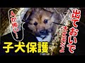 人が怖くて隠れちゃった野良犬を家族に迎えました