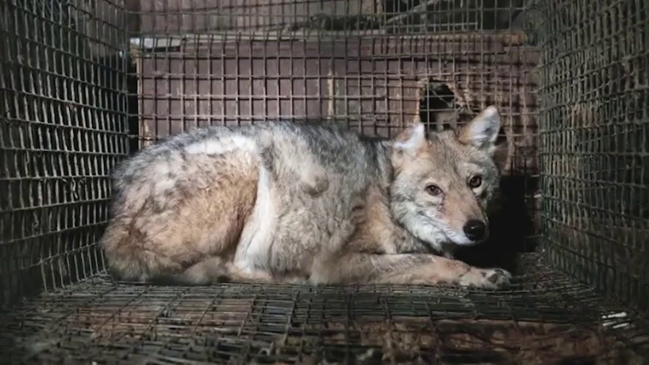 Hundreds of animals rescued from Ohio fur farm find new homes in Texas