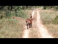 Kanha natinol park live Mukki gate
