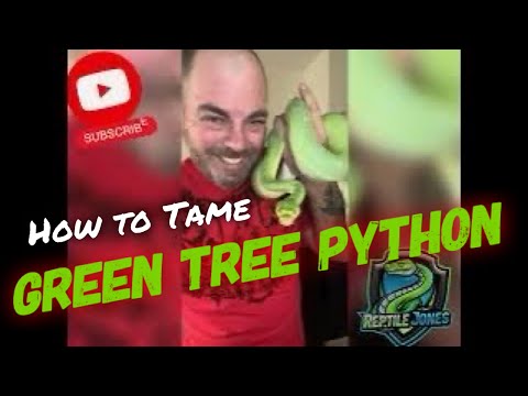 Question Answered - How to Tame a Green Tree Python