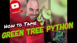 Question Answered - How to Tame a Green Tree Python