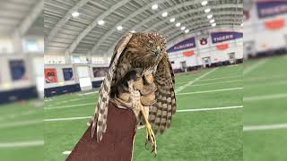 The hawk who wanted to be a Tiger