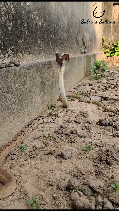 'Cobra vs. Russell's Viper: A Fierce Snake Fight! #snakeresque #wildlife #animals #kingcobra #shorts