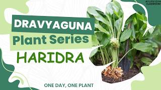 Haridra I Plant Series Day 17 L Dravyaguna Bams 2Nd Proff