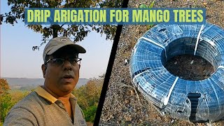 What is the best irrigation system for mango trees? | My Black Pepper Plantation | ड्रीप एरिगेशन