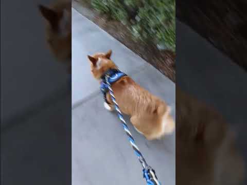 Pine cone mission