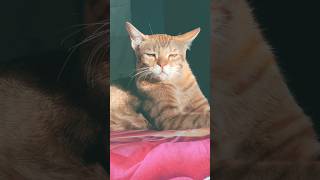 ‎#tomy #amanesido!! animo mi gente #cat #catsleeping #ytshorts