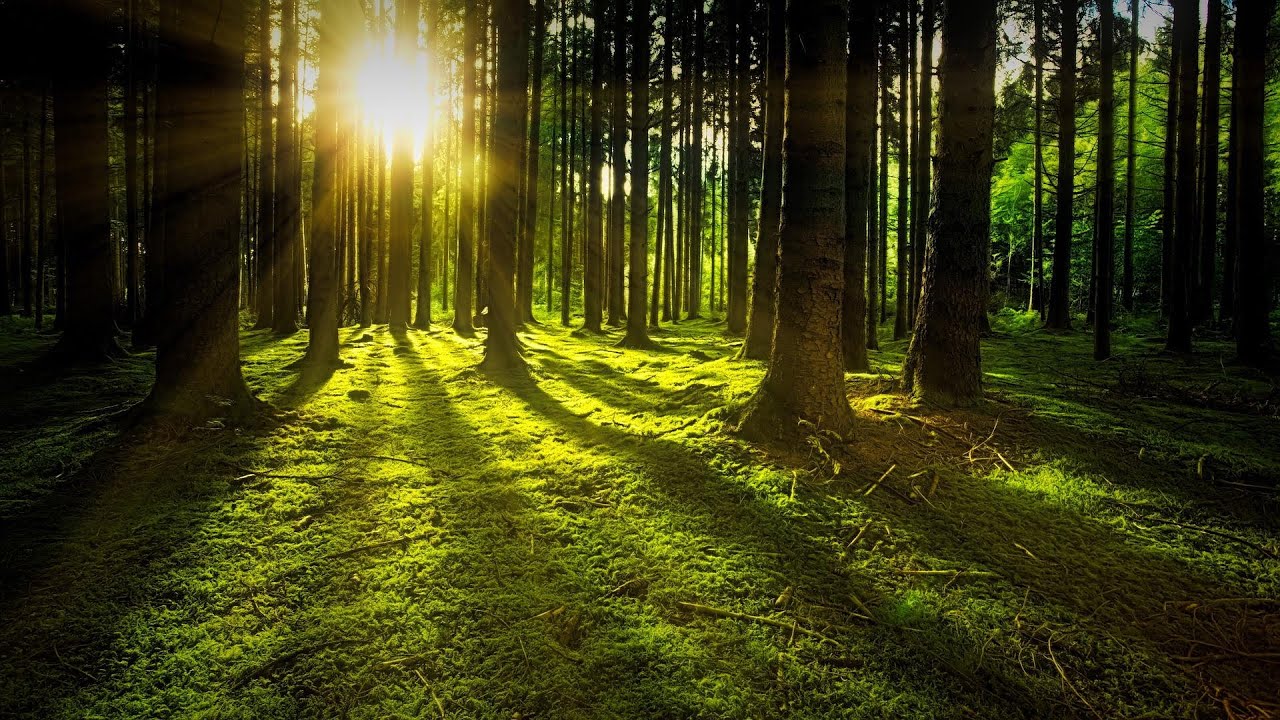 Morning Refreshing Music 2022 - Forest Theme - The ultimate track for morning relaxation!