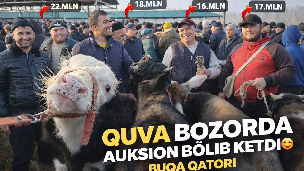 QUVA BOZORI KOTTA-KICHIK BUQA NARXLARI JUDA QIZIQ BOZOR MAZA QILIB KÓRING🤩NARXLAR 22 февраля 2026 г.