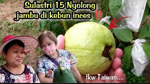 Sulastri 15 Ny0long Jambu Di Kebun inces ‼️😳, Tkw Taiwan