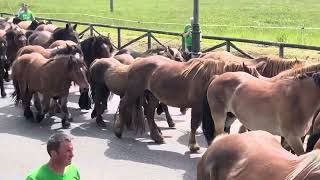 Video resumen del Desfile de Carros y Animales de la Feria de San Isidro de Llanera.