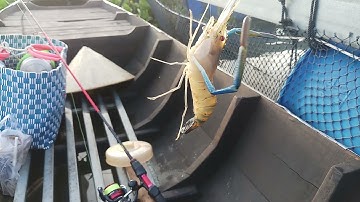 Câu tôm ở bè/ trúng đậm dính toàn tôm càng lửa/nguyễn tài youtube