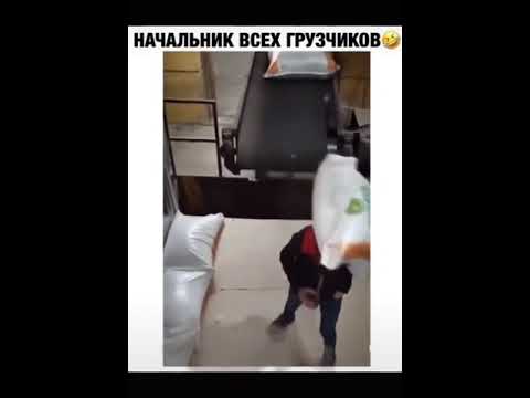 Начальник Всех Грузчиков | приколы от @mona_makarona | Тик Ток #shorts