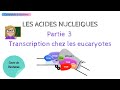 Transcription chez les eucaryotes  acides nucleiques partie 3  biochimie facile