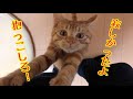 飼い主の帰りに寝起きで抱っこを求めるかわいい子猫!