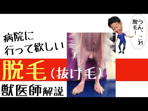 脱毛・抜け毛【獣医師解説】病院へ行こう！