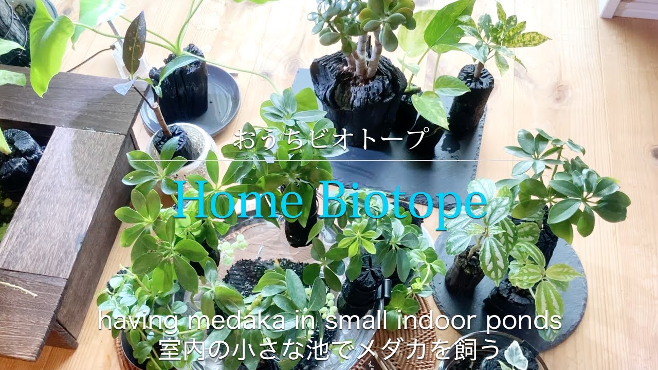 Stylish home biotope - Having Japanese Rice Fish in a small indoor pond ...