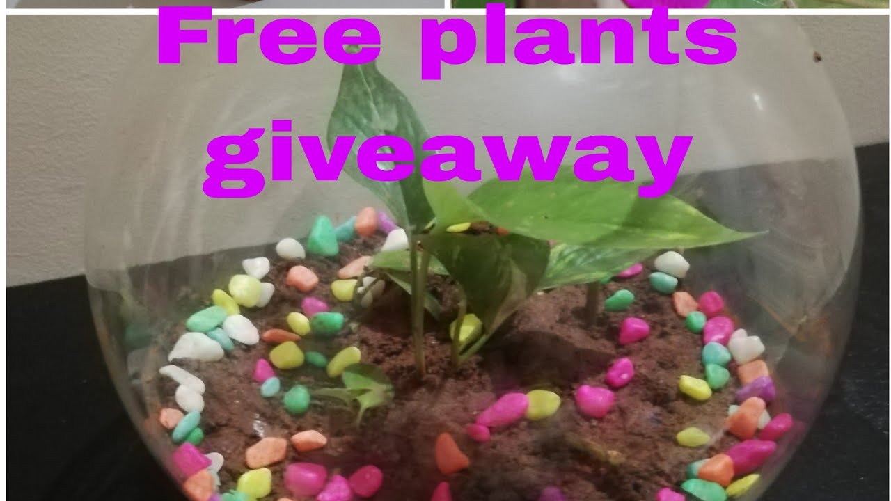 Free plants distribution idea/Plants giveaway/Collect old plastic bottles & turn them into planters