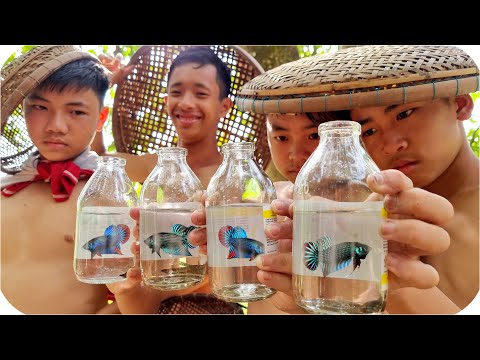 Tony | Bắt Cá Lia Thia Ngoài Ruộng - Catch Paradise Fish | Foci