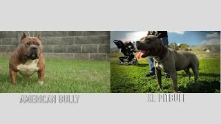WHAT EXACTLY IS AN XL PITBULL, IT'S NOT AN AMERICAN BULLY