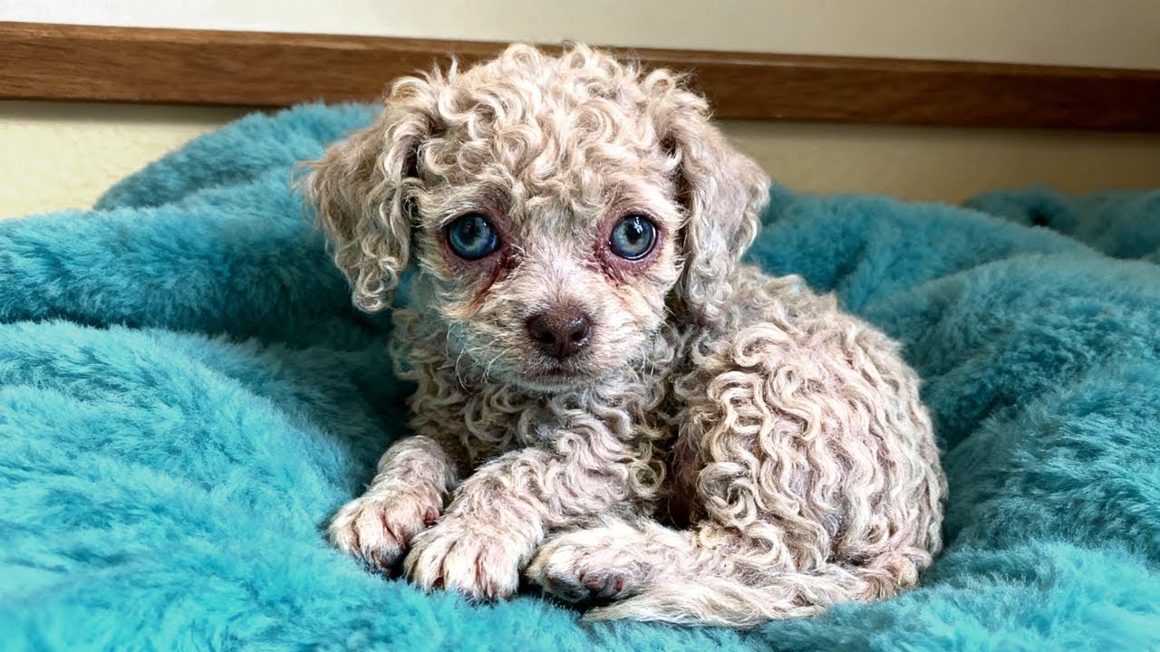 Shelter Dog Gives Birth To Strange Puppy - Staff FREEZE When This Happens!