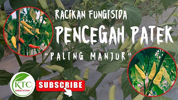 RACIKAN FUNGISIDA UNTUK CABE SEBAGAI PENCEGAHAN DAN PENGOBATAN PENYAKIT PATEK/ANTRAKNOSA ||85 HST||