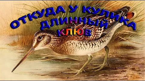 Откуда у кулика длинный клюв (сурд. пер.)