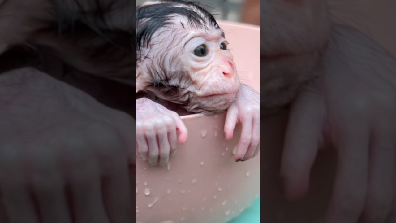 “From Darkness to Peace… Orphan Baby Monkey Finally Finds Calm in Bath 🐒💦💖”