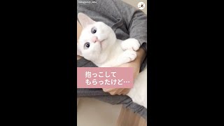 【抱っこしてもらったのにキョトン顔の猫】甘えん坊すぎる要望とは…♪