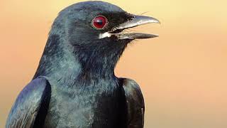 Black Drongo: Master of the Skies