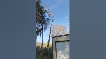 tree rigging fail