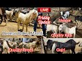 Deonar Bakra Mandi | Friday Latest Update &amp; Live Sauda | Kids Available 2023 |