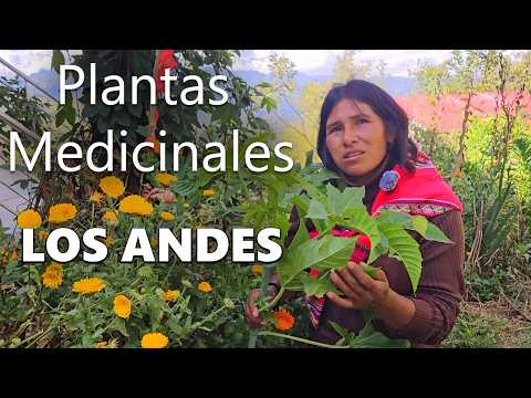 The Medicine Woman in the Andes Shows Her Garden of Medicinal Plants