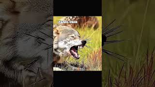 2 September 2025Panel User Dangerous Wild Animal Attack Trending Video 2025