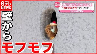 【大人気】熊の手カフェ  “モフモフの手”の特別な理由とは？