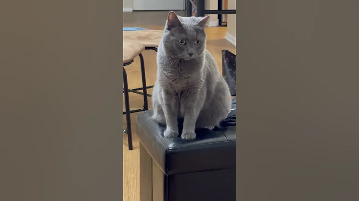 Watch the video about Cute adorable silver grey cat