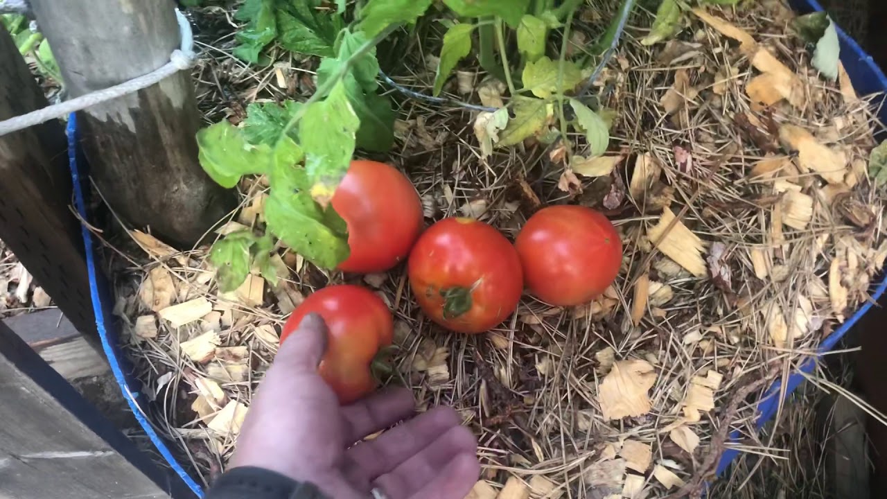 Celebrity tomato harvest YouTube