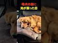 あの日から変わった母犬…その理由に誰もが涙した #犬 #保護犬 #奇跡