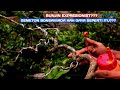 Saengsimbur Vietnam Konsep Expresionist!!