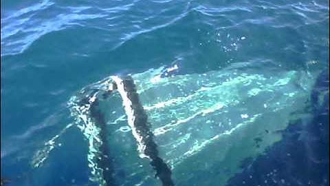 neuston net final movie.wmv