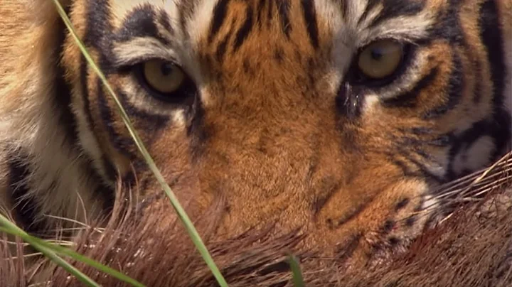 Rare Tiger vs Boar Fight | BBC Earth - DayDayNews