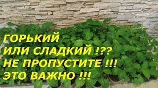 РАССАДА ПЕРЦА!!! НАЙДИТЕ ПЯТЬ ОТЛИЧИЙ