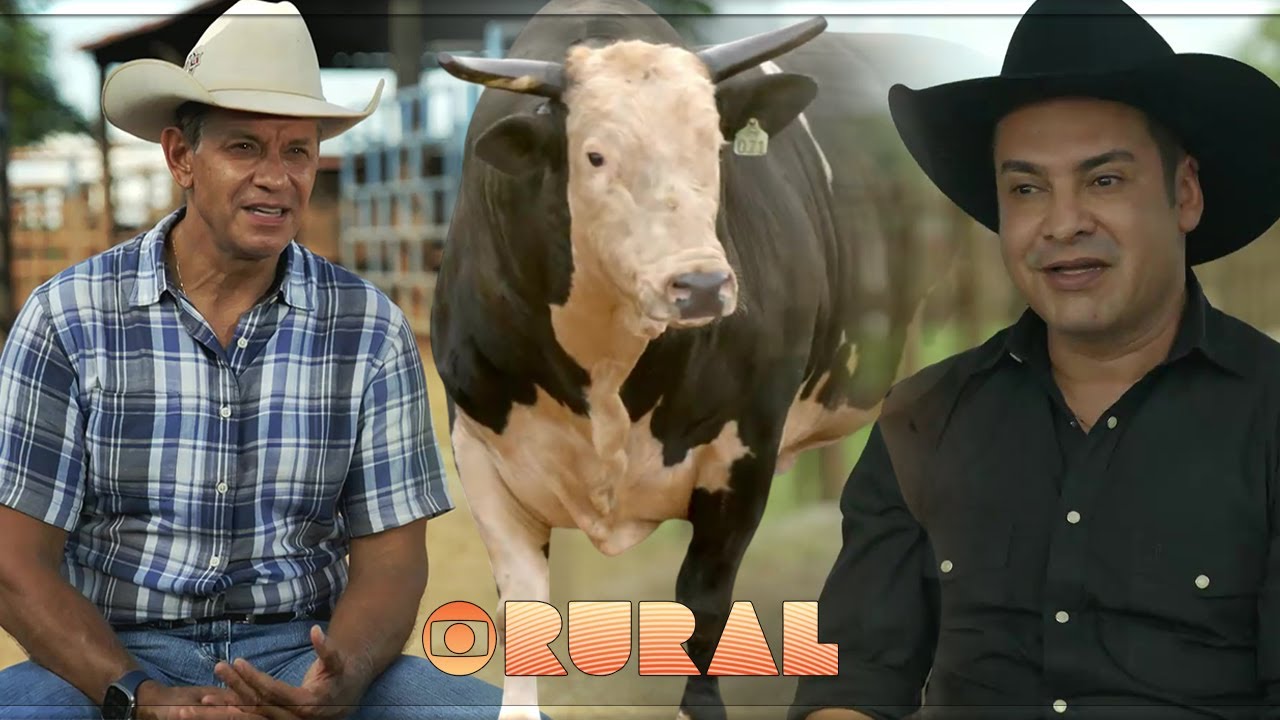 TOUROS DE RODEIO e Melhoramento Genético ● Reportagem Especial  GLOBO RURAL