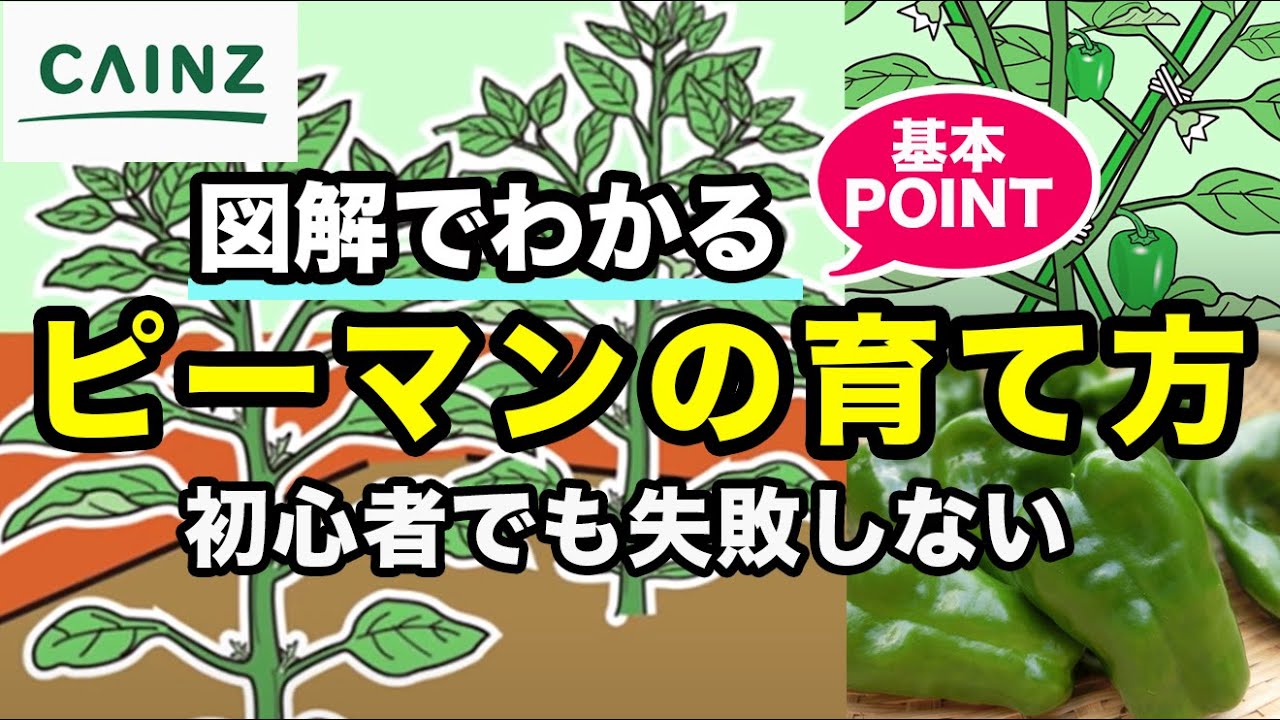 カインズ野菜栽培 ピーマンの育て方 初心者でも安心 ピーマン栽培 ピーマン種まき Youtube